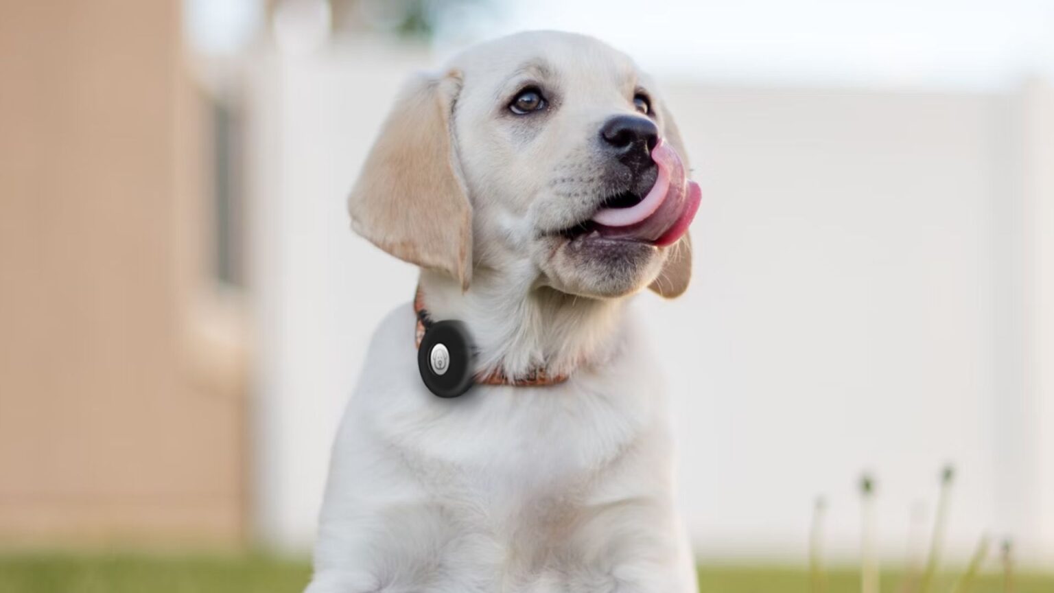 10 Best AirTag Holders for Dogs Lost Dog No More Techtouchy