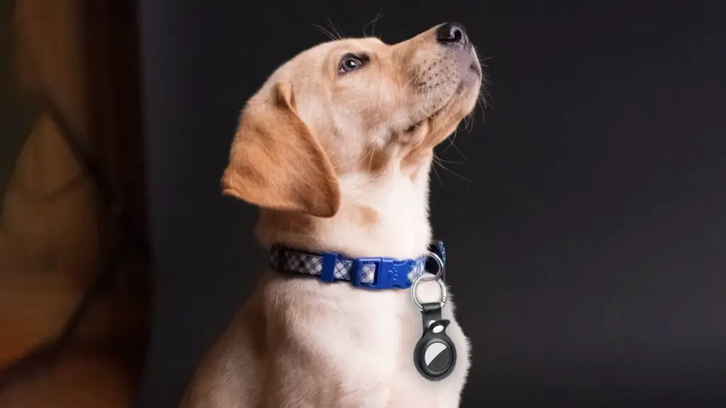 10 Best AirTag Holders for Dogs Lost Dog No More Techtouchy