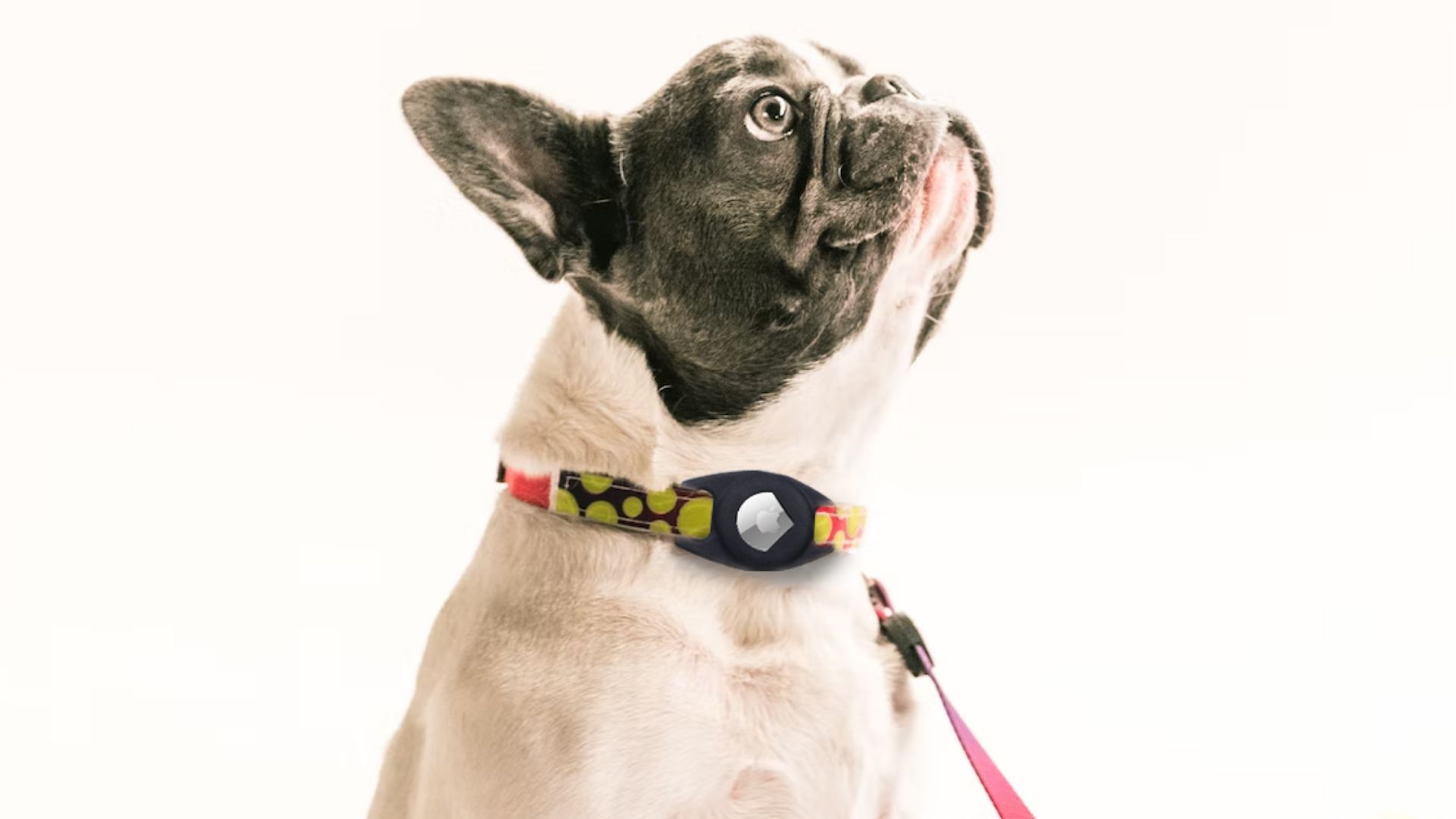 GoTags Engraved Airtag Dog Collar