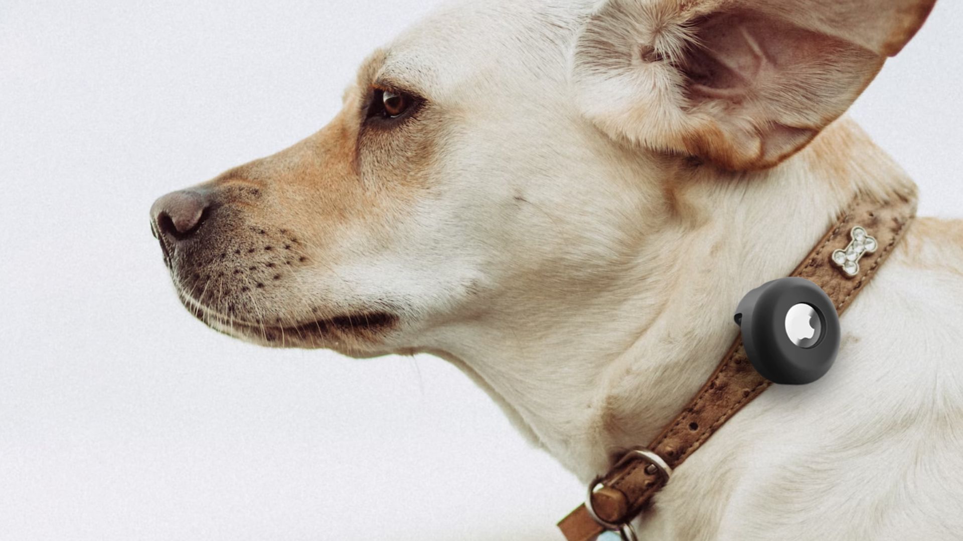 PANZZDA AirTag Dog Collar Holder