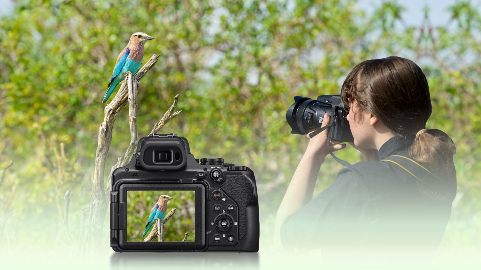 11 Best Superzoom Camera for Birding Techtouchy