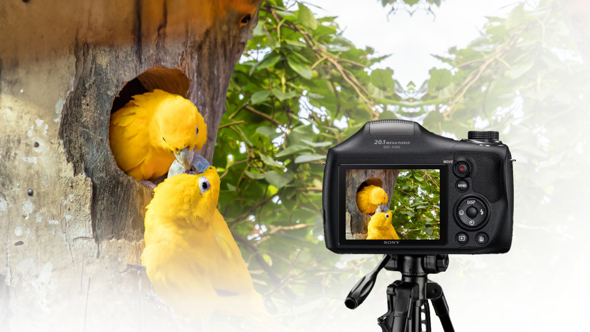 9. Sony Cyber-shot DSC-H300